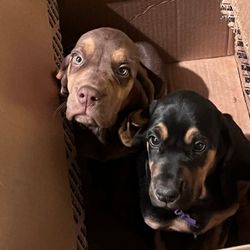 Mari L