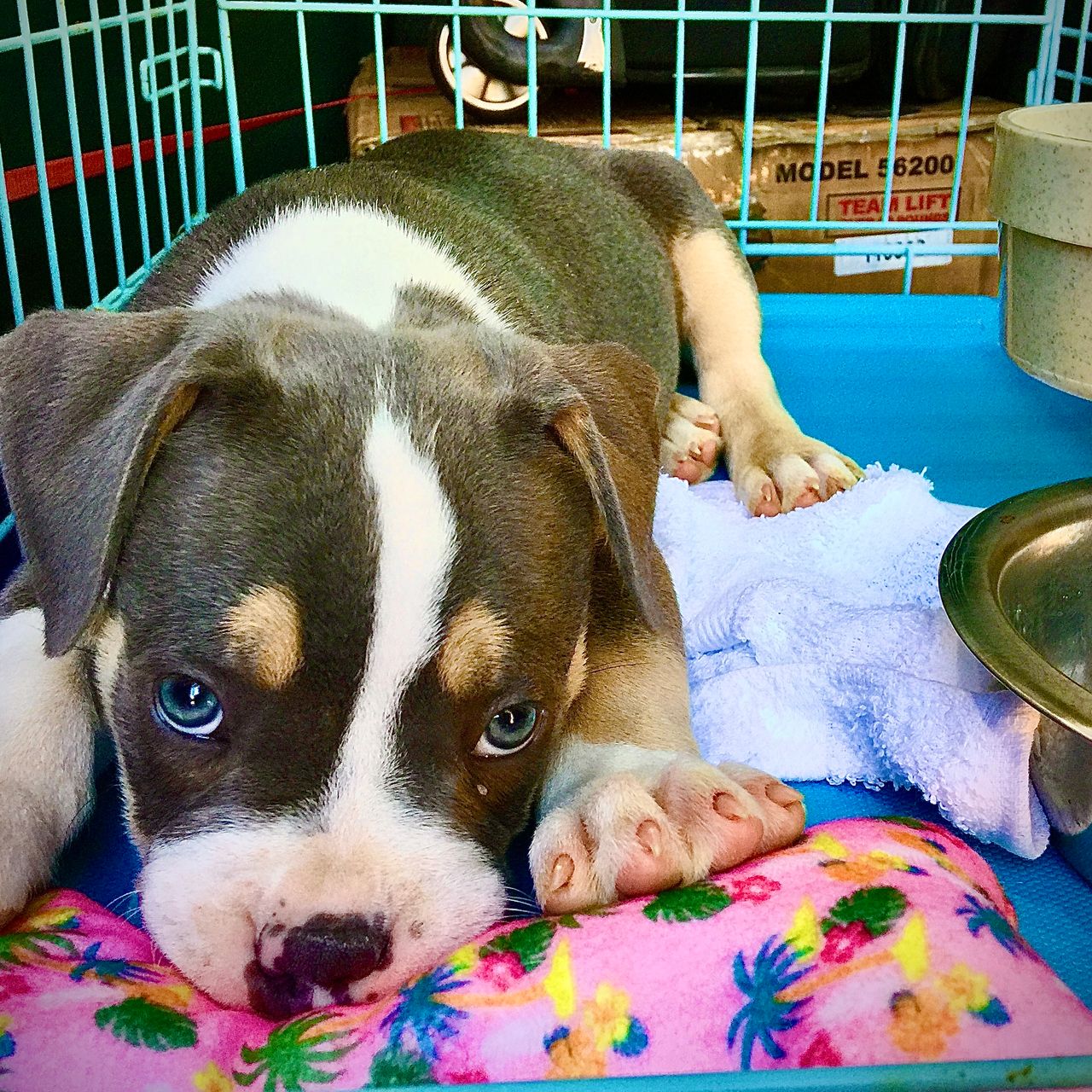 Rspca Small Dogs Free To Good Home Near Me Rspca Rescue Centres