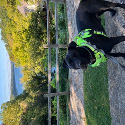 Cuddles & Tails Wagon Xpress