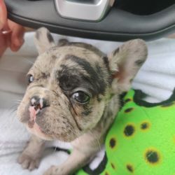 Tall Paul's Companion Travel's