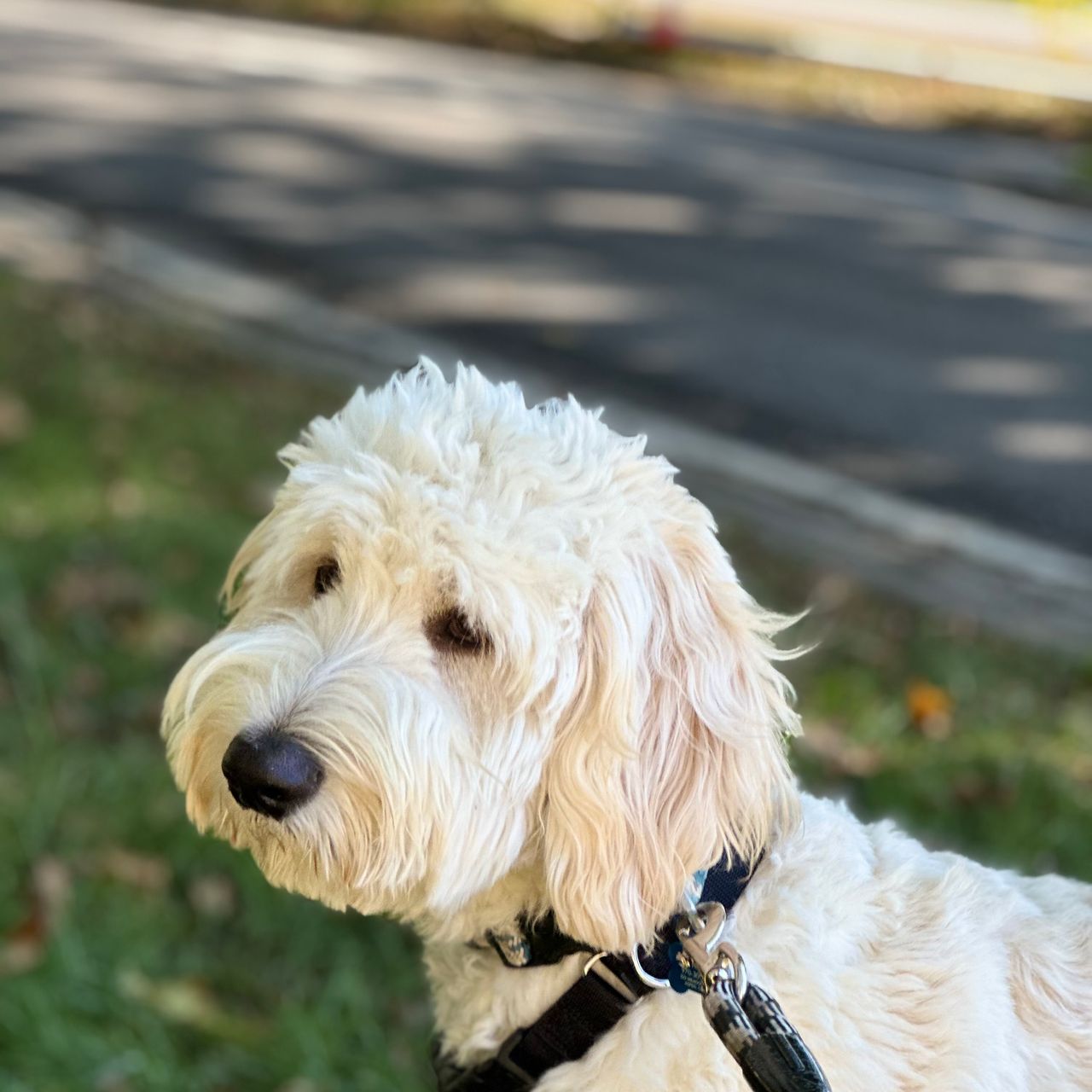 Expert Cypress Pet Transport CitizenShipper