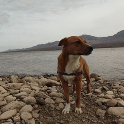 Continental Trails Pet Transport