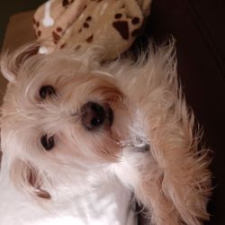 Peace Love Paws Pet Nanny Services