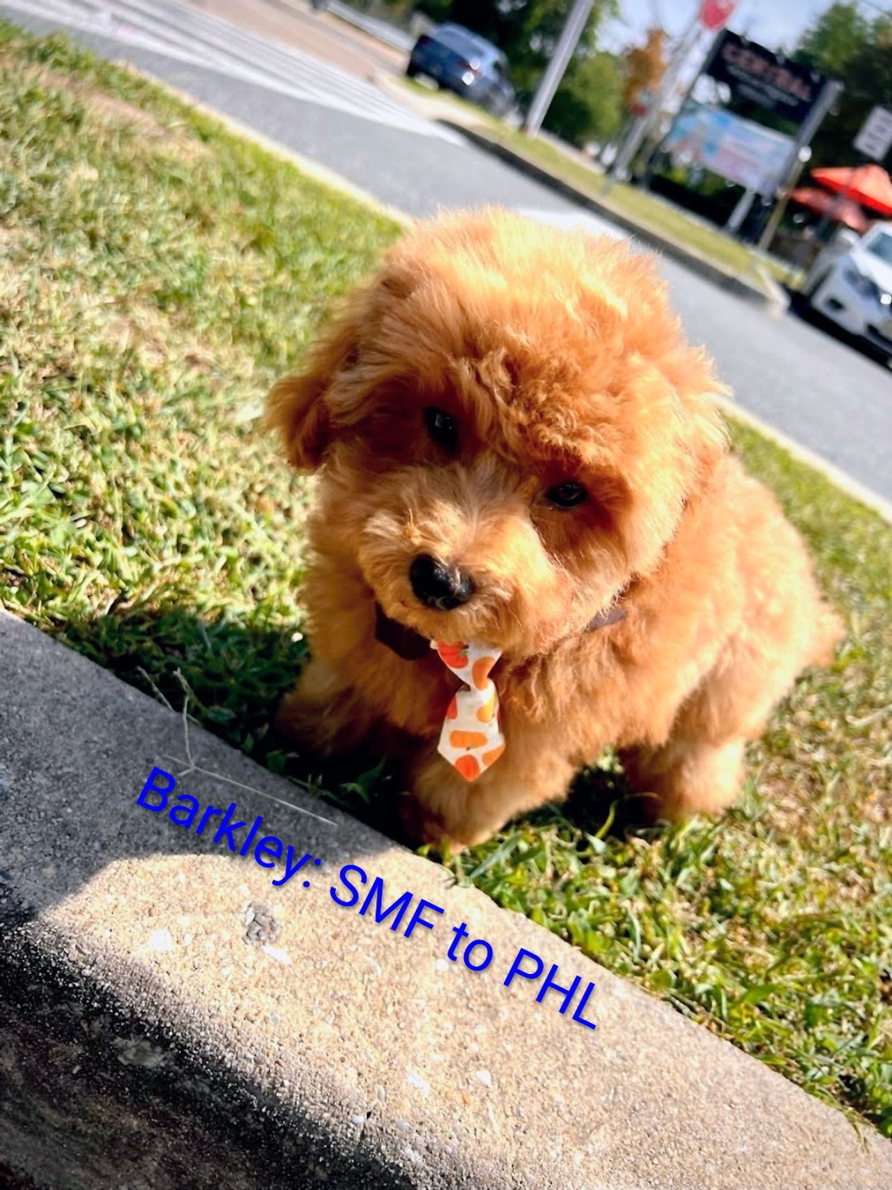 Animal Paul Redding Poodles Archie Oscar Ian 126cm Dog Whelping