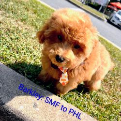 Lucas East-West flight nanny logistics