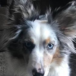 Furrever Happy Express LLC