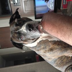 Calixte Pet Transport Services