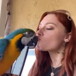 Luxe Animal Transport LLC