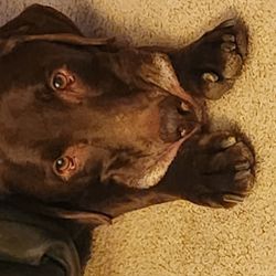 Axle's Companion Transport