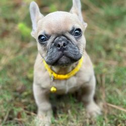 On-The- Spot Luxury Pet Transport