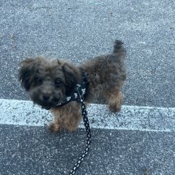 Infinity Pet Transport Services