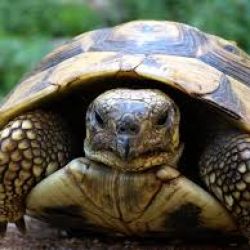 203 Transportation inc