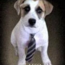 Advocate for Safe Animal Transport