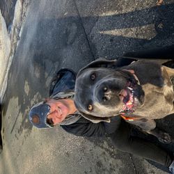 Rides 4 Paws Transport & Rescue