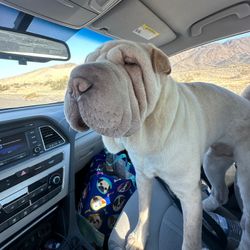 Pet Express Transport