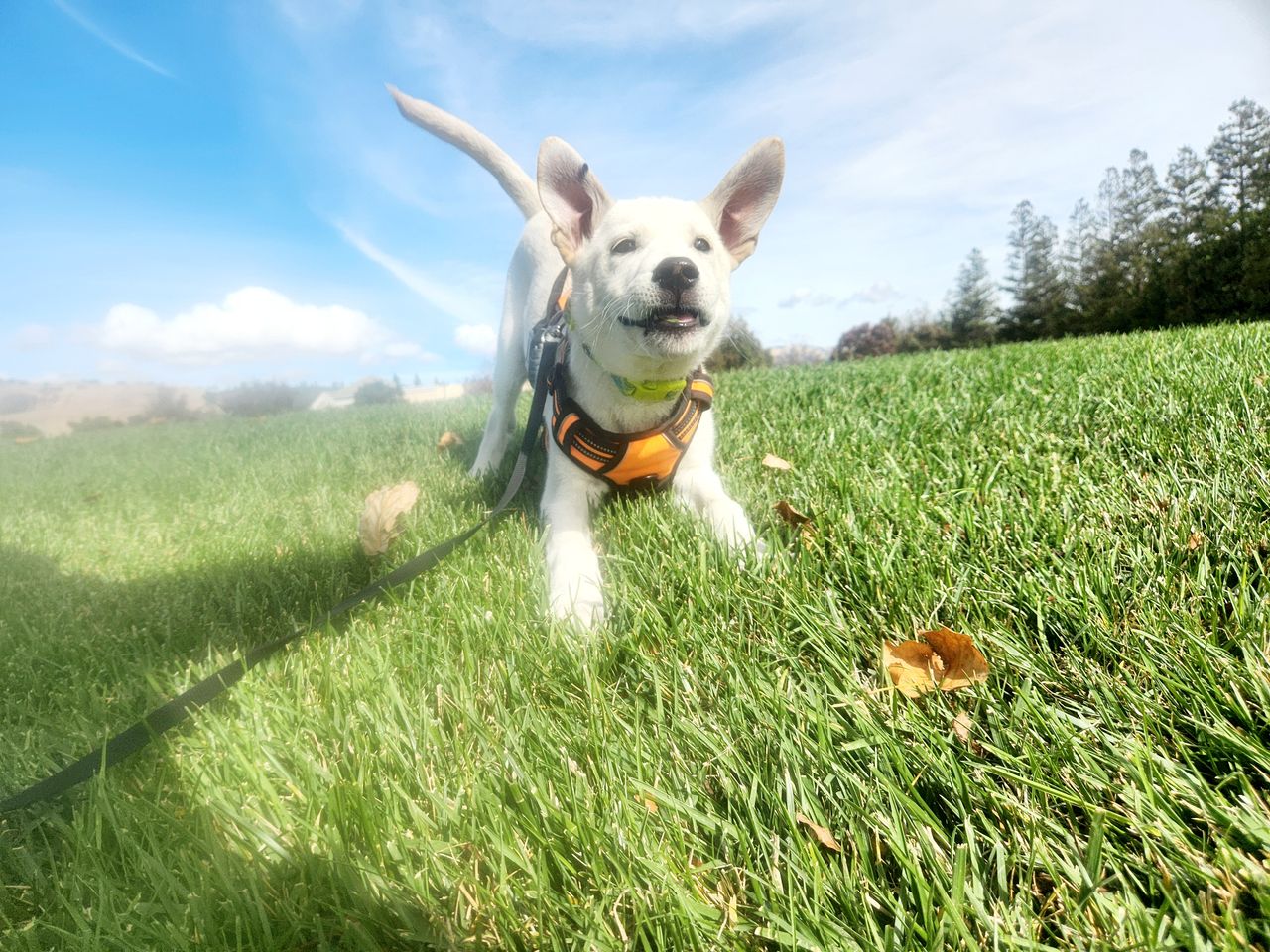 Top-Rated Fayetteville, NC Pet Movers CitizenShipper