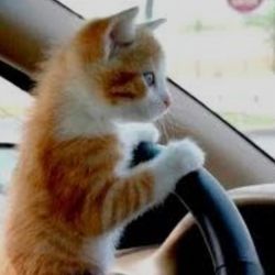 Stress for less– SOLO Pet Transport