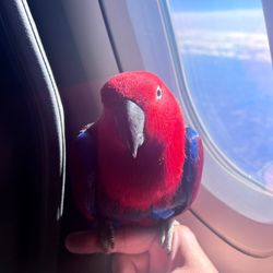 J&J flight nanny transport & door to door