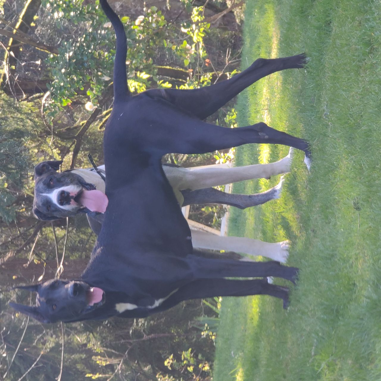 Top Charlotte Pet Transport Quick Safe CitizenShipper