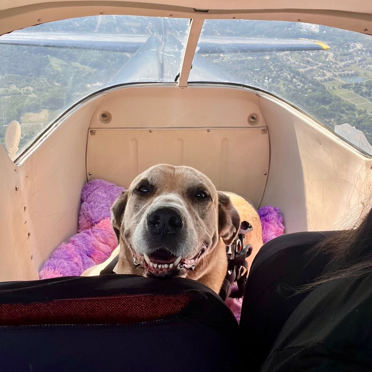 Pet Vaccinations Vip Pet Clinic Tractor Supply Vip Petcare Petvet