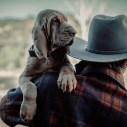 Furever Furbaby Transport